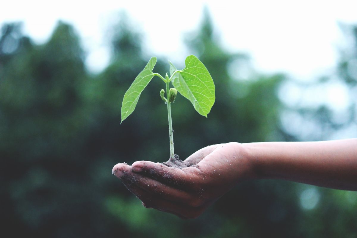 Garden Maintenance